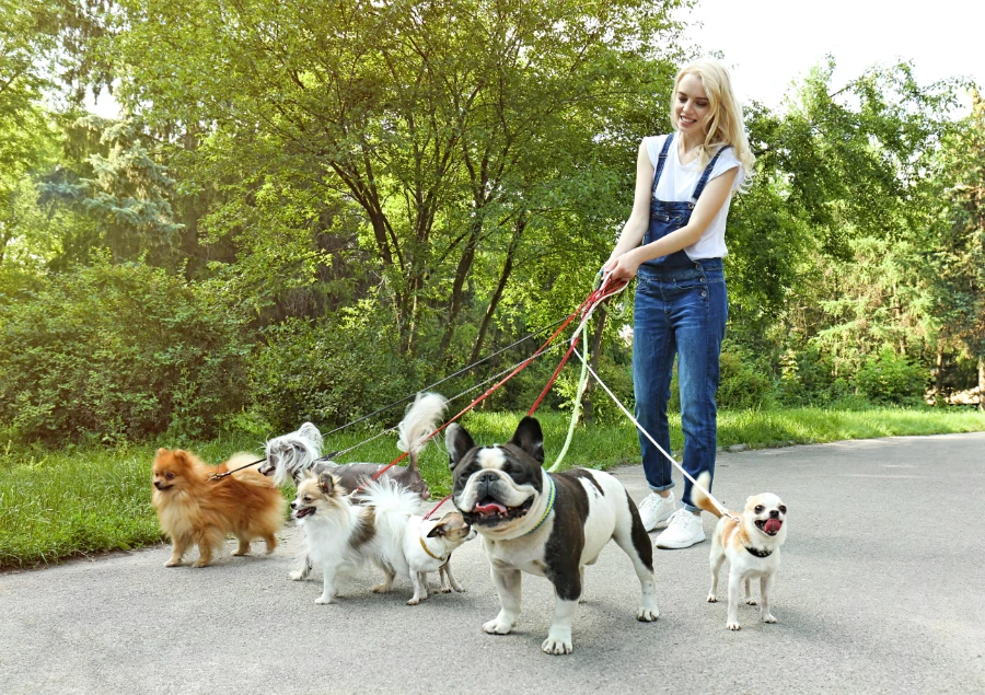 Pet Walking/Minding